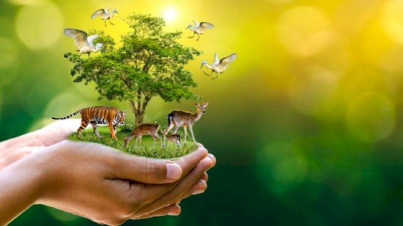 تقرير دولي: لهذا السبب تقلص عدد الحيوانات على الأرض