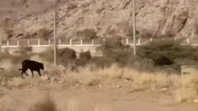 بعد تداول فيديو أثار جدلا.. هذه حقيقة ظهور حيوان غريب في أحد المنتزهات السعودية!