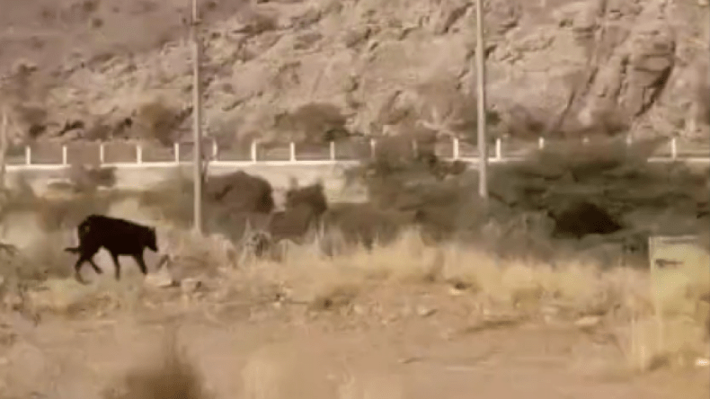 بعد تداول فيديو أثار جدلا.. هذه حقيقة ظهور حيوان غريب في أحد المنتزهات السعودية!