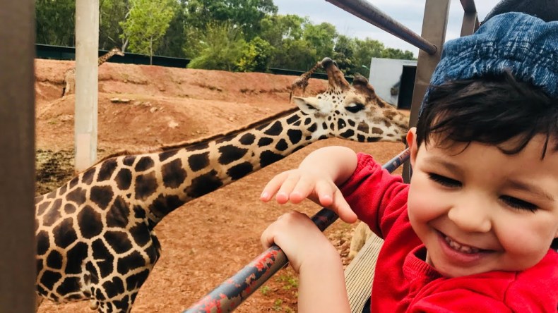 في حادثة نادرة.. زرافة تهاجم رضيعة وتتسب في وفاتها