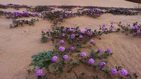 زهور في صحراء ليبيا.. هل هي حقيقية؟