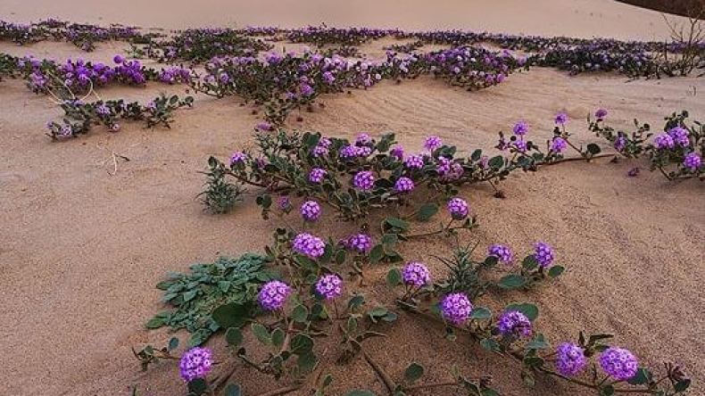 زهور في صحراء ليبيا.. هل هي حقيقية؟