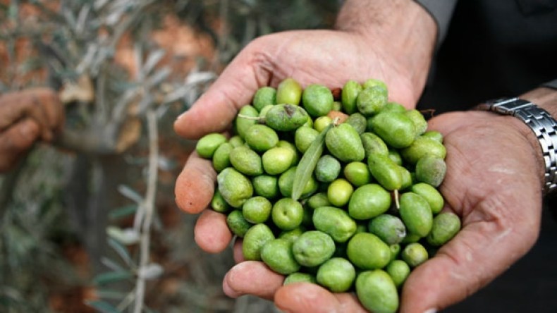 بجاية تنتج 13 مليون لتر من زيت الزيتون