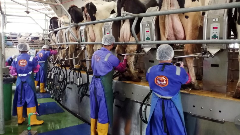 مشروع قطري ”ضخم” لتربية الأبقار وإنتاج الحليب في ولاية البيض