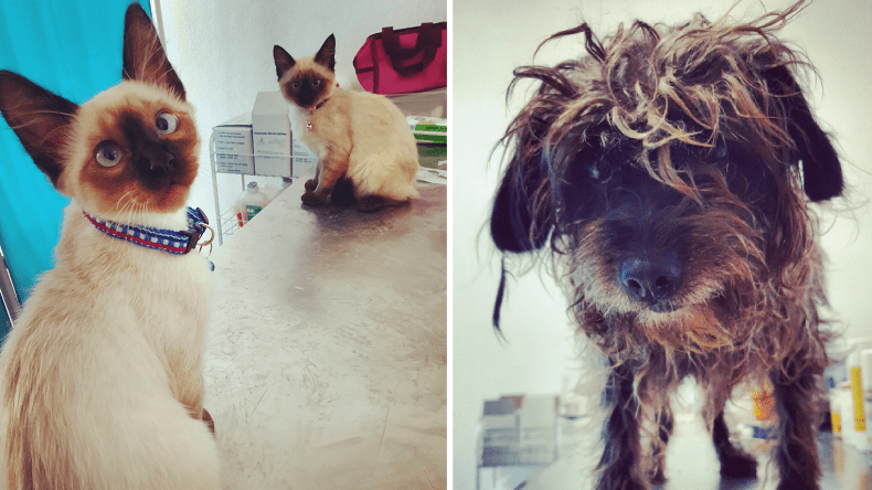 محلات بيع مستلزمات القطط والكلاب تنافس “السوبرماركت”!