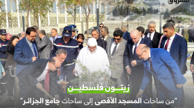 شجرة زيتون فلسطين تعانق تربة الجزائر