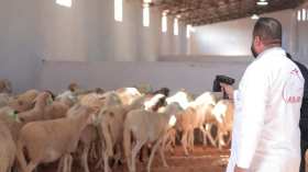 لأول مرة.. تقنية رقمية لتربية المواشي وحماية السلالات الجزائرية