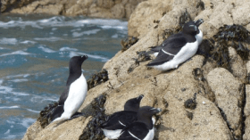 “البطريق الصغير” يعود إلى سواحل الجزائر.. ولكن! (صور)