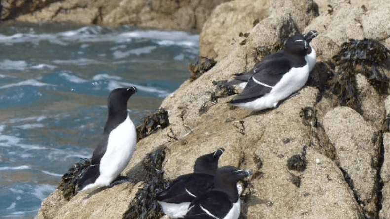 “البطريق الصغير” يعود إلى سواحل الجزائر.. ولكن! (صور)
