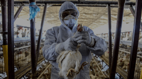 Grippe aviaire: Le niveau de risque devient “élevé” dans toute la France