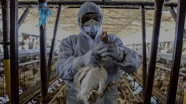 Grippe aviaire: Le niveau de risque devient “élevé” dans toute la France