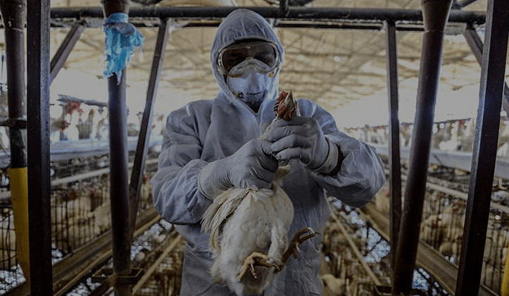 Grippe aviaire: Le niveau de risque devient “élevé” dans toute la France