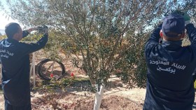 سجناء يستصلحون الأراضي البور وينتجون التفاح وزيوت الزيتون