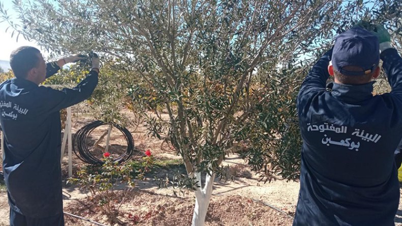 سجناء يستصلحون الأراضي البور وينتجون التفاح وزيوت الزيتون