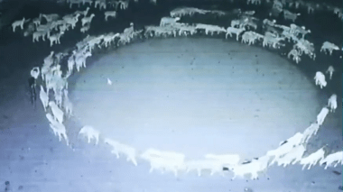 Phénomène mystérieux en Chine: Des moutons tournent en rond sans s’arrêter depuis 15 jours