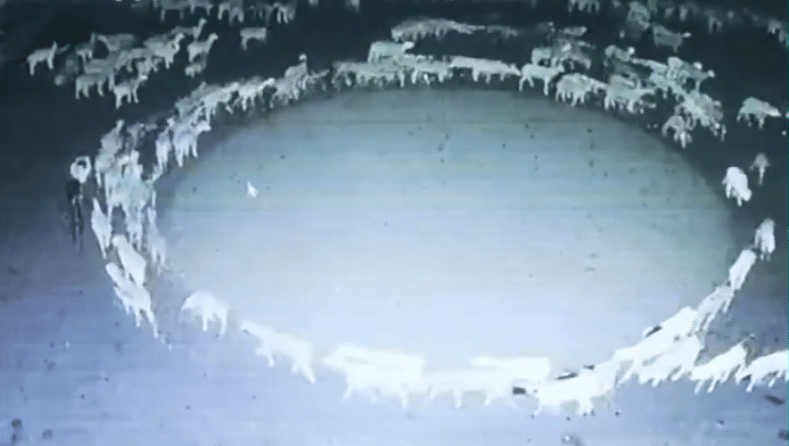 Phénomène mystérieux en Chine: Des moutons tournent en rond sans s’arrêter depuis 15 jours