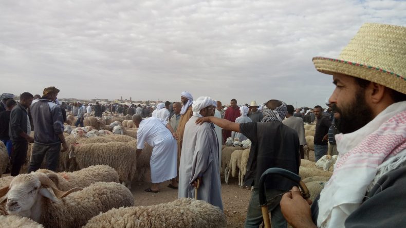 إعادة فتح أسواق الماشية بولاية المدية