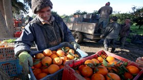 تراجع كبير لإنتاج الحمضيات و”غرفة الفلاحة” تطمئن