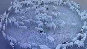 علماء يتوصّلون إلى حلّ لغز دائرة الأغنام في الصين!