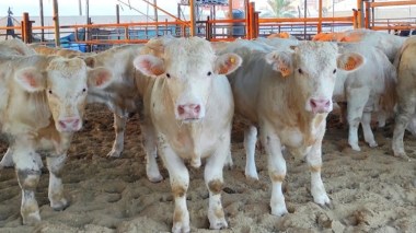 Details About Returning 787 French Calves From Algiers Port