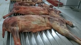 شاب يذبح الحمير ويسوّق لحومها بقالمة