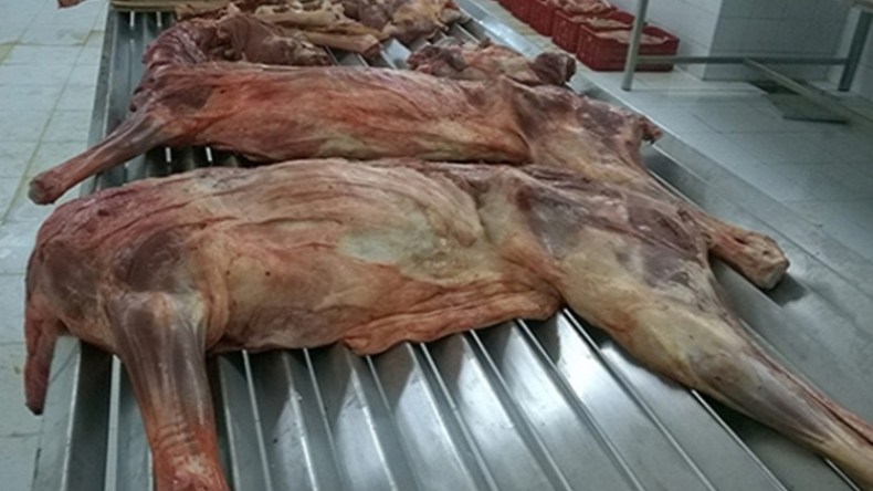 شاب يذبح الحمير ويسوّق لحومها بقالمة