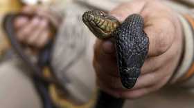 السبات الشتوي للأفاعي.. خبير ينفي وجوده ويحذّر من هذا الأمر