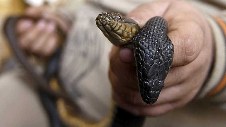 السبات الشتوي للأفاعي.. خبير ينفي وجوده ويحذّر من هذا الأمر
