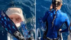 بالفيديو.. غطاسة شهيرة تنجو من أنياب قرش النمر