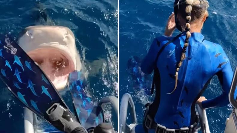 بالفيديو.. غطاسة شهيرة تنجو من أنياب قرش النمر