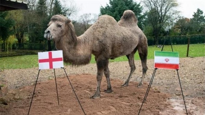 بالفيديو.. الناقة “كاميلا” تخلف الأخطبوط في توقع نتائج مباريات مونديال قطر