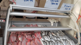 تسويق أسماك “التيلابيا” و”الدوراد” بأقل من 1000 دينار في العاصمة