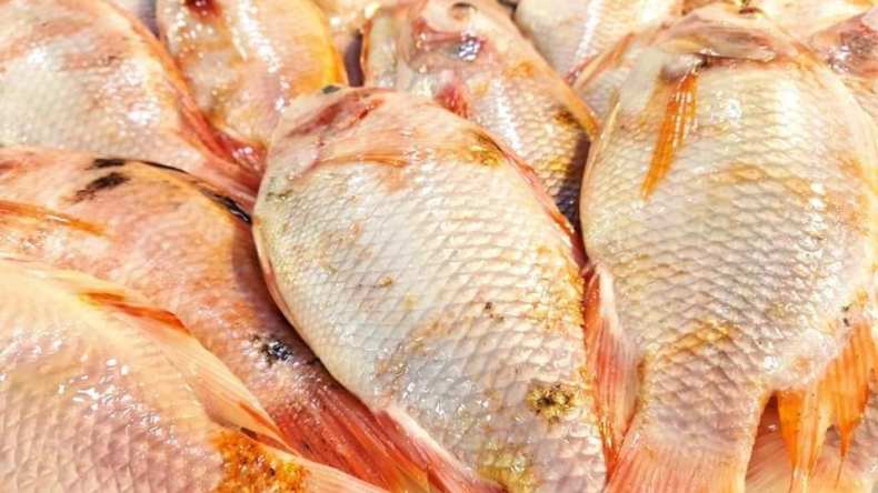 مديرية الصيد بالعاصمة توجه نداء للمستثمرين الراغبين في تربية المائيات