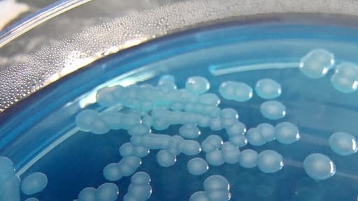 Royaume Uni: Une bactérie tue huit enfants