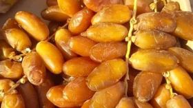 تجود بها أرض الوطن.. التمور سفيرة الجزائر في دول العالم