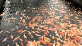 فتح نقطتي بيع أسماك “تربية المائيات” بالعاصمة بأسعار المزارع