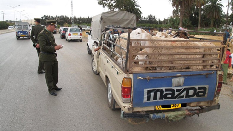 مواّلون يتكتّمون عن التصريح بعدد ماشيتهم ويعيقون الإحصاء