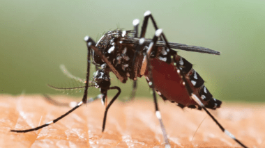 Le vaccin contre la dengue de Takeda autorisé dans l’Union européenne