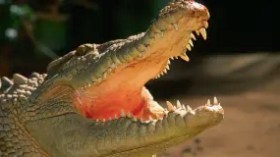 Gustave, un immense crocodile qui aurait mangé 300 humains