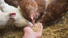 وزارة الفلاحة تحذر: استعمال الحبوب في تغذية الحيوانات يعد مضاربة