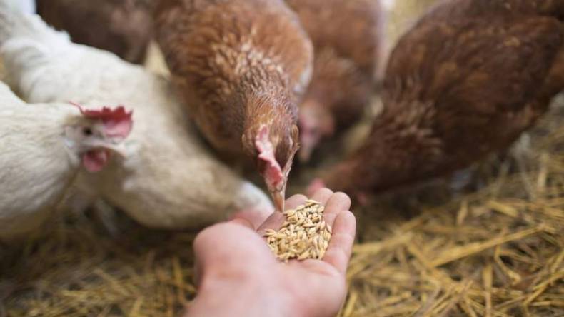 وزارة الفلاحة تحذر: استعمال الحبوب في تغذية الحيوانات يعد مضاربة