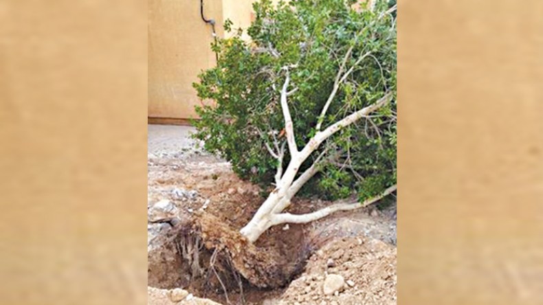 “الفايسبوك” يعيد غرس شجرة بعد اقتلاعها