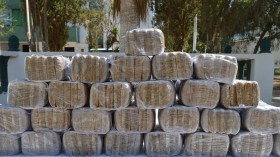 “بابلو الفلاح” أنتج قناطير “الكيف” بمزارع مهجورة