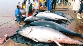 رفع حصة الجزائر من صيد “التونة الحمراء”.. هذا ما قاله الوزير