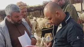 “الشروق” ترافق إحصاء سلالة كباش أولاد جلال العالمية