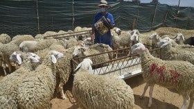 أمطار الخريف تبعث الأمل في الموالين الرحل