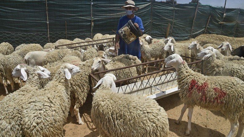أمطار الخريف تبعث الأمل في الموالين الرحل