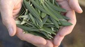 أوراق الزيتون لعلاج السكري.. هل هي وصفة خطيرة أم مفيدة؟