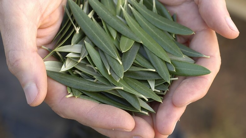 أوراق الزيتون لعلاج السكري.. هل هي وصفة خطيرة أم مفيدة؟