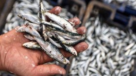 فرق متنقلة لردع المتورطين في الصيد الممنوع للأسماك